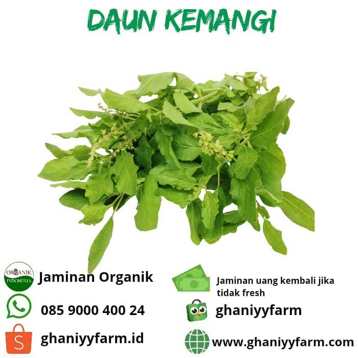 

Sayur Organik Daun Kemangi Organik 50 Gram