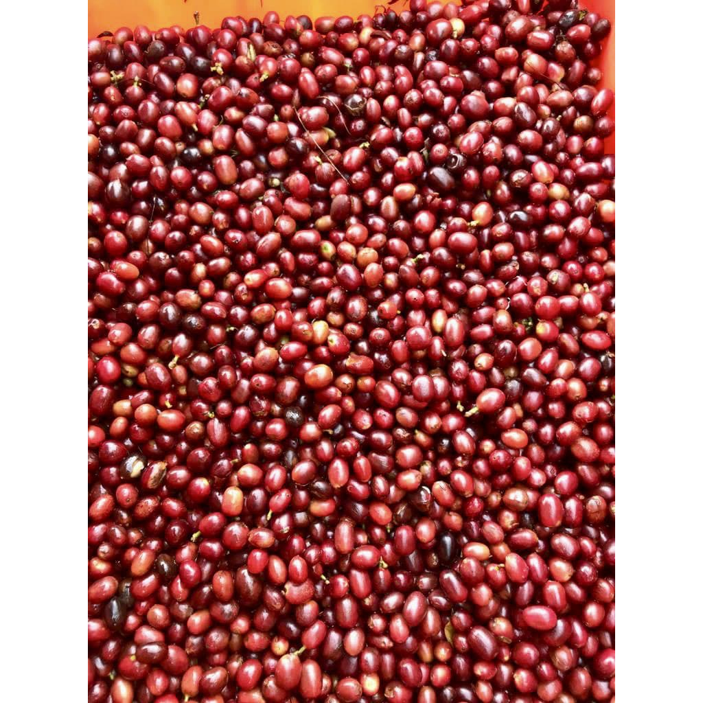 

Cery robusta Purbalingga 500gram petik merah segar