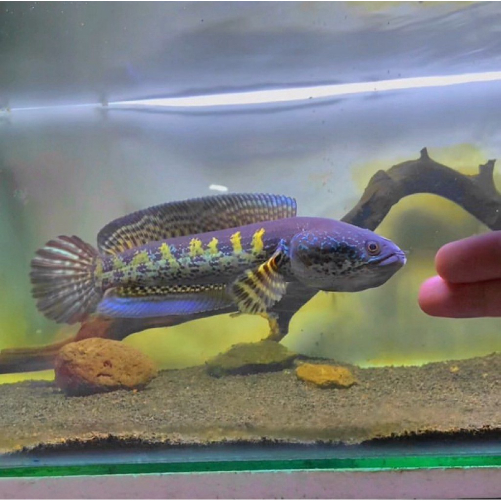 auranti size 3-5 cm single tank full corak