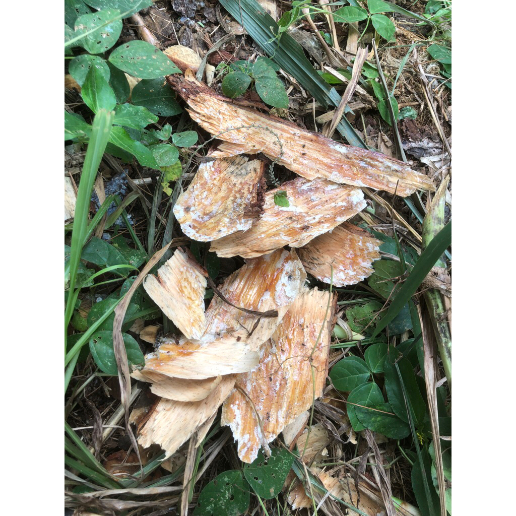 tatal kayu pinos atau pines per 1kg