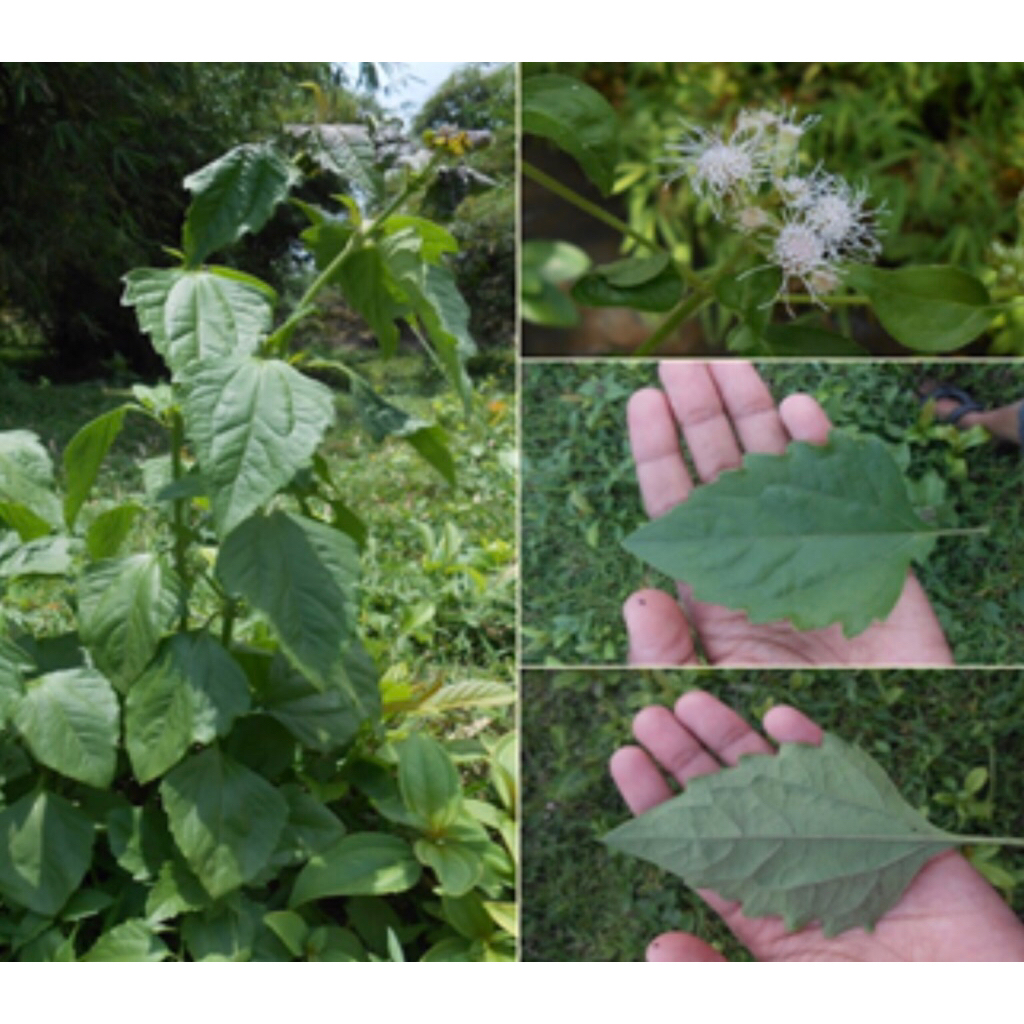 

paket murah daun kerinyoh 1kg