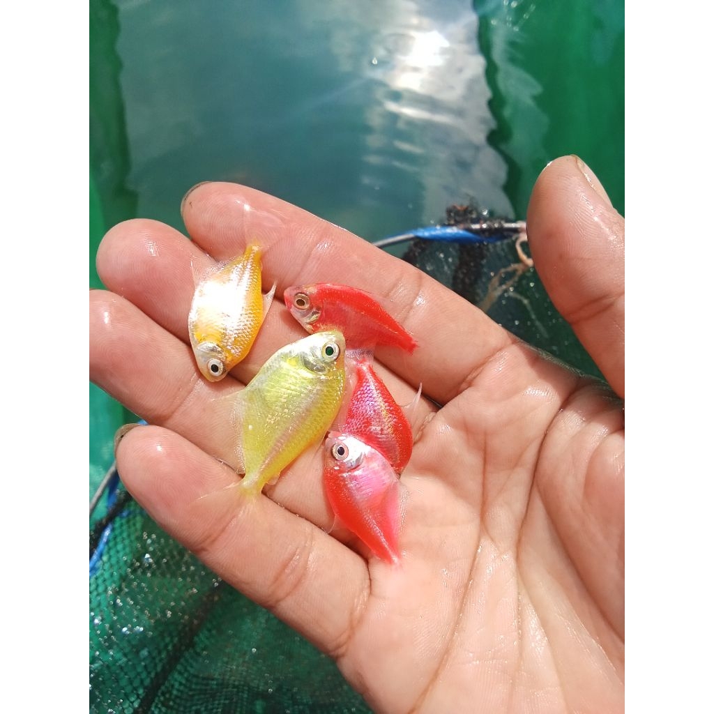 ikan glofish.