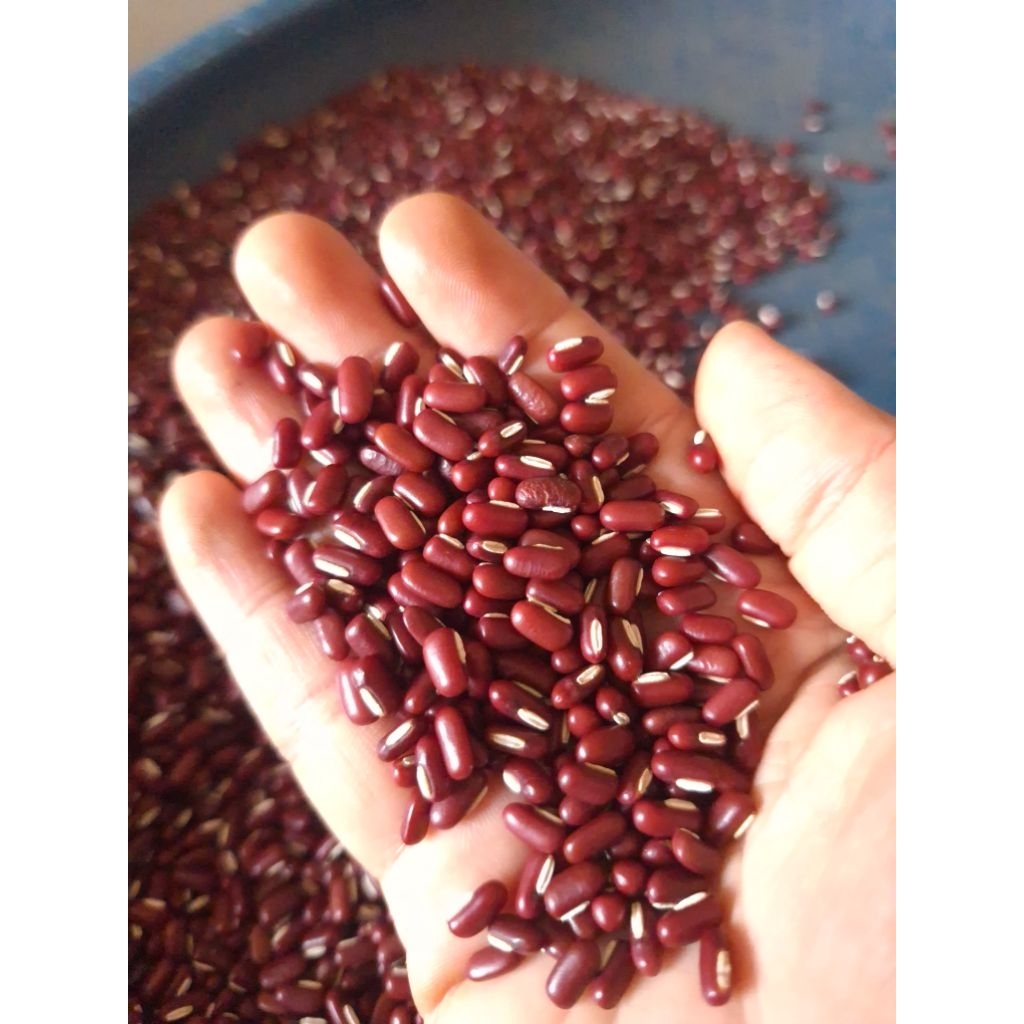 

Kacang merah kidney lokal