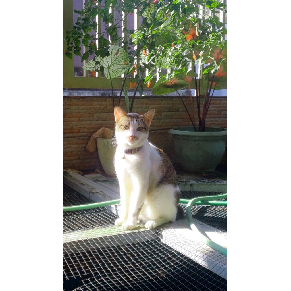 PRELOVED LAFIYE SKIV ROU BLACK TAUPE