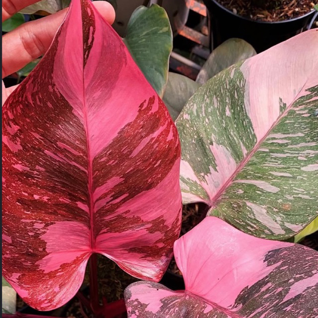 KencanaPattern - Pink Princess Galaxy