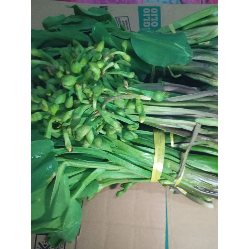 

BAHAN GENJER KENJER GENYER ikat segar