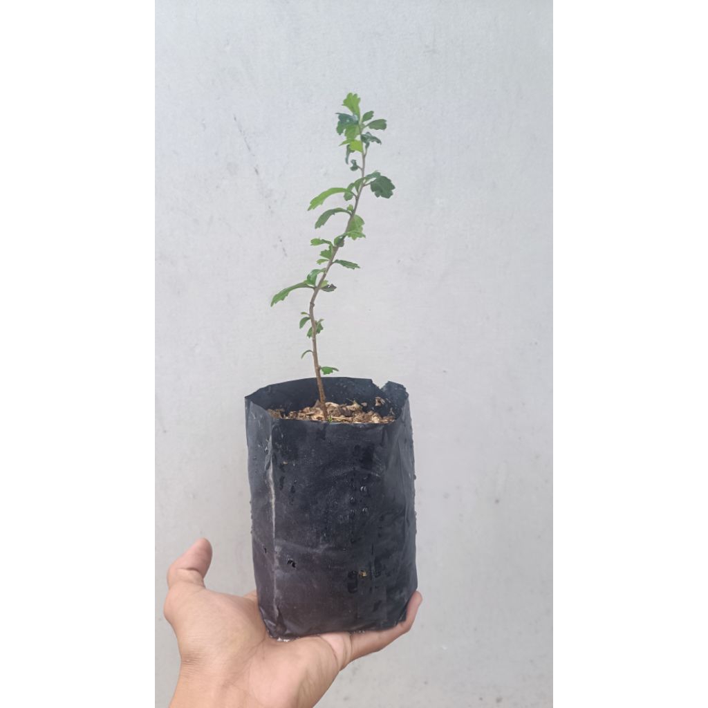 bibit hokianti (bahan bonsai/taman)