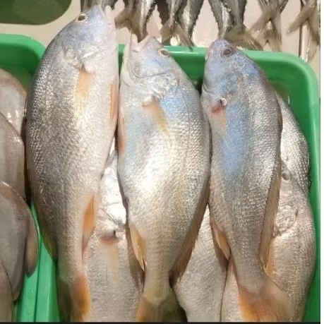 

Ikan Kakap Samge 1kg