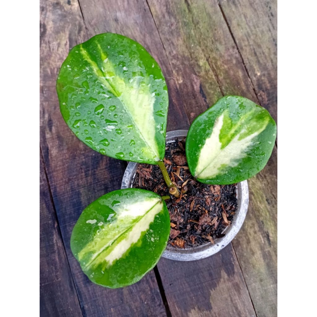 Tanaman Hias Hoya Obovata varigata