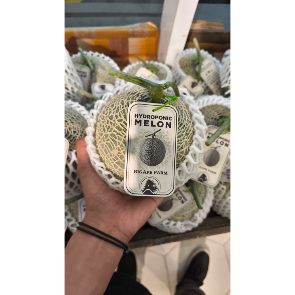 

Melon jepang sagami hydroponic super sweet 1,3 kg