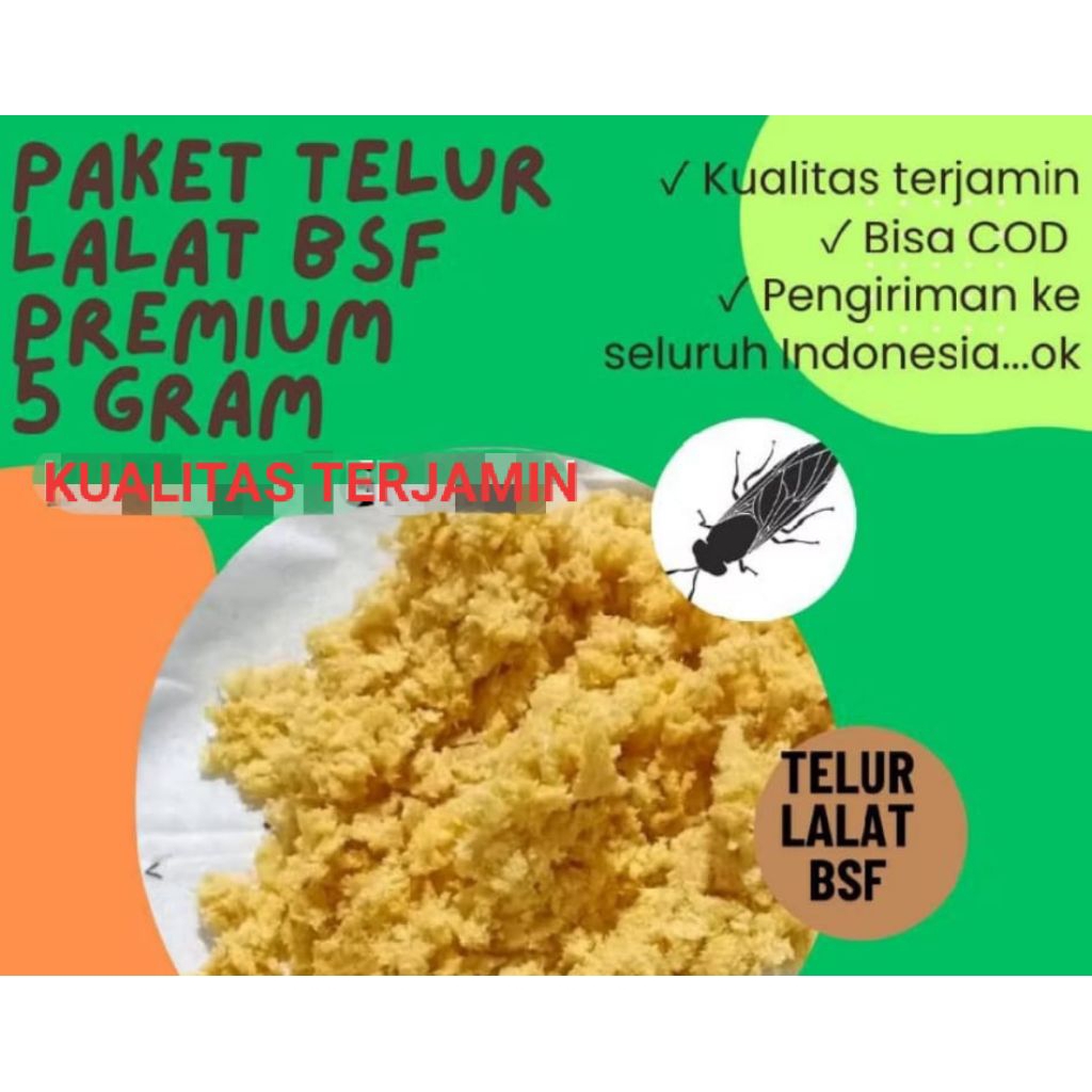 TELUR LALAT BSF/ TELUR MAGGOT