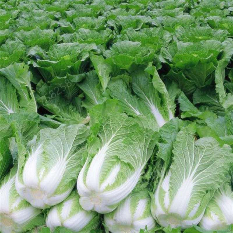 25 Biji Benih Sawi Putih Slobor