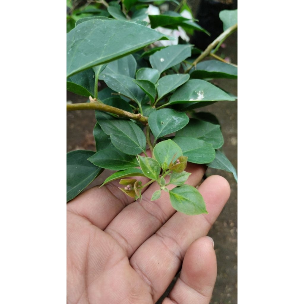 Bougenville Golden rao