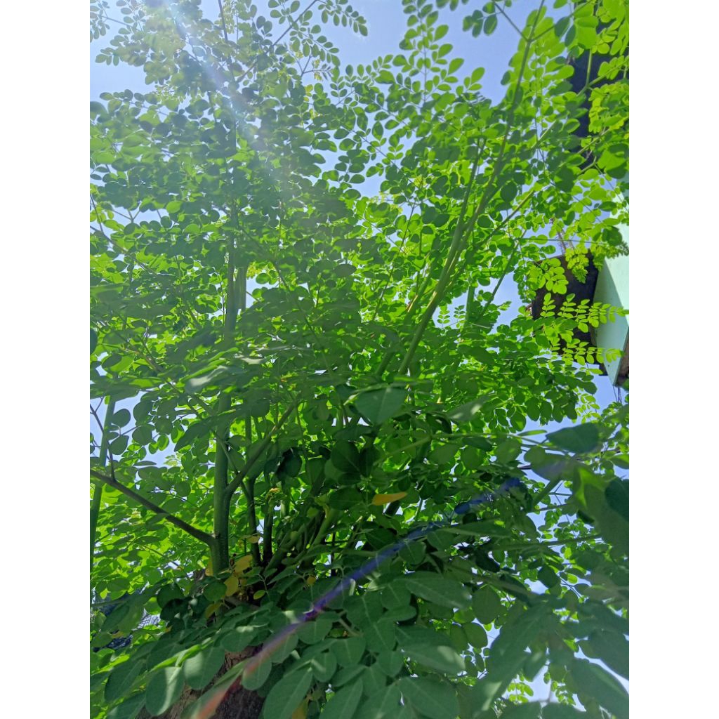 

DAUN KELOR SEGAR 150 GRAM