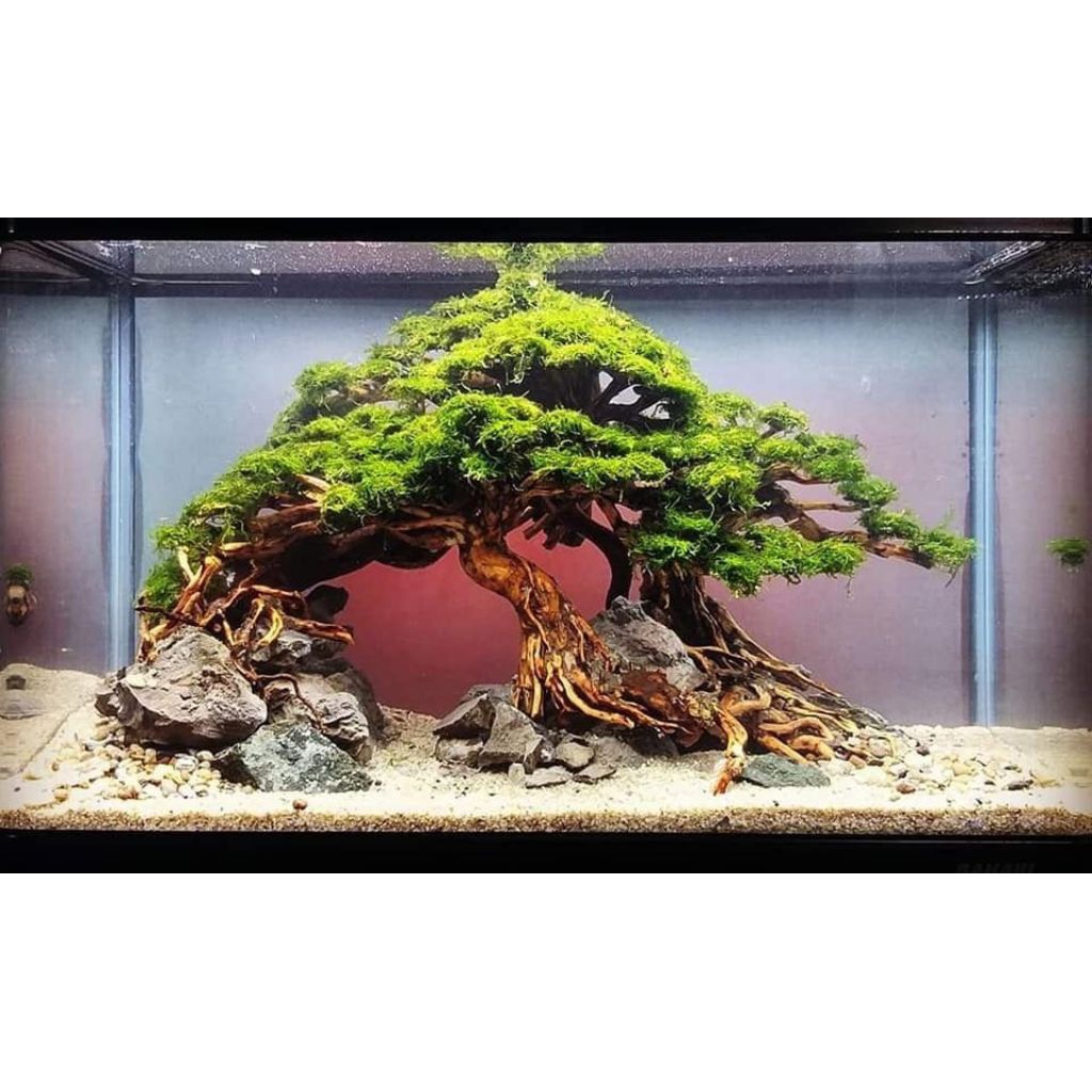Pasir Bali Halus Aquarium 1kg 10kg – Pasir Aquascape Putih Natural Substrate Ikan Hias