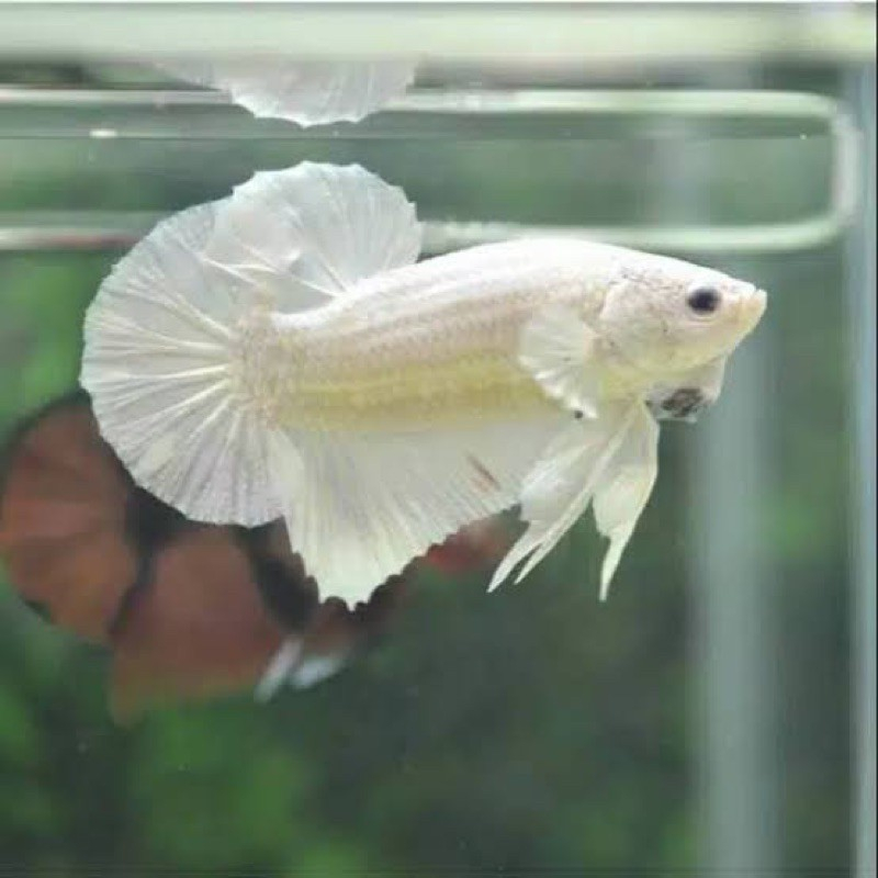 Ikan Cupang Plakat PLATINUM / IKAN HIAS AIR TAWAR - CUPANG PLAKAT HIAS