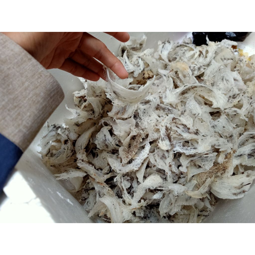 

Sarang Walet Utuh Original harga per 1 gram ya kak pembelian minimal 5 gram