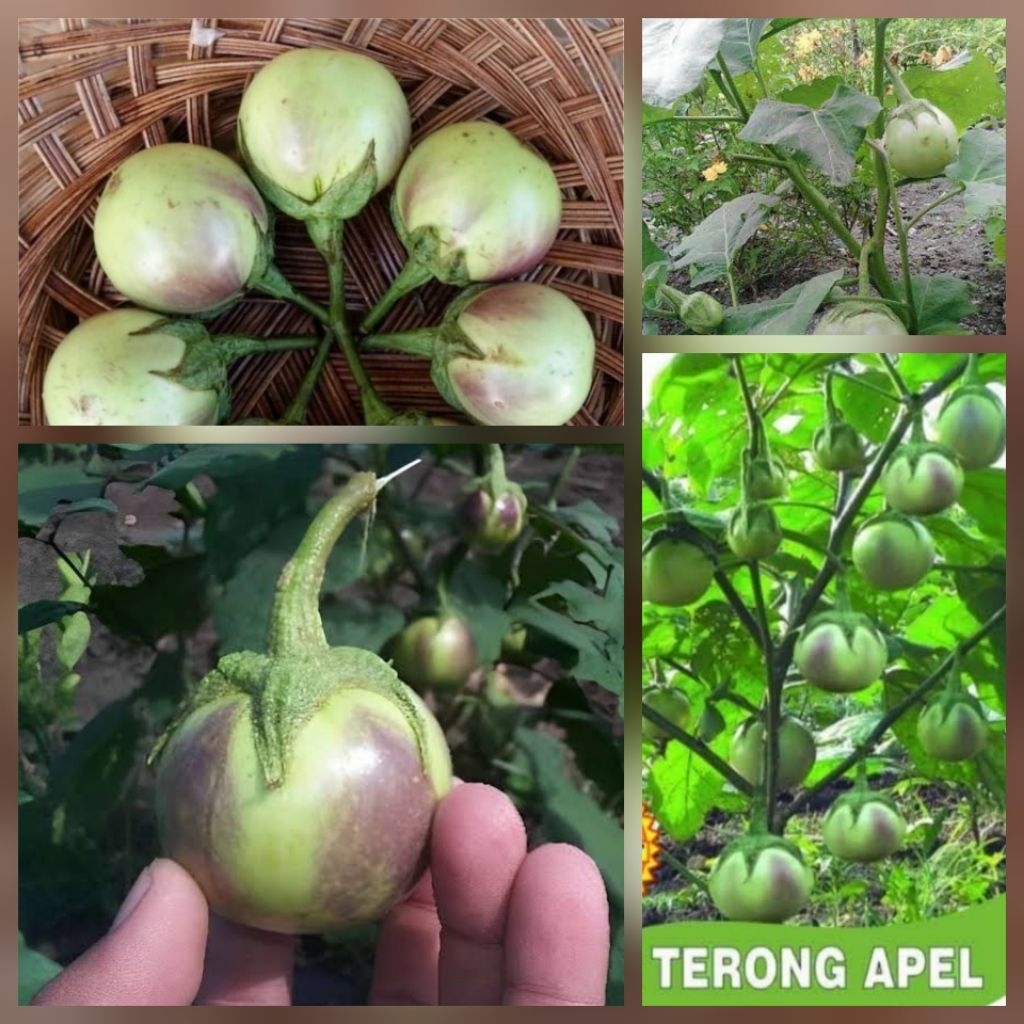 150 BUTIR BIJI | BENIH TANAMAN TERONG APEL LALAP