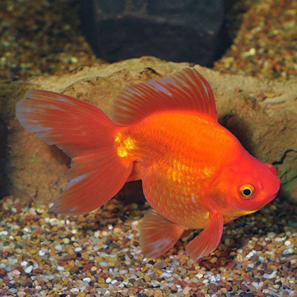 Oranda terbaik grade A buat hiasi harimu