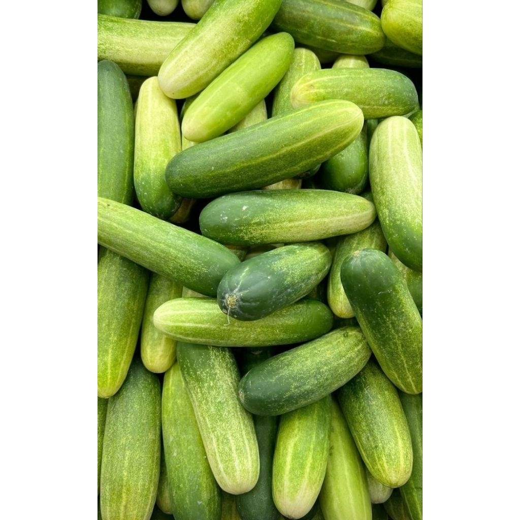

timun segar 500gr