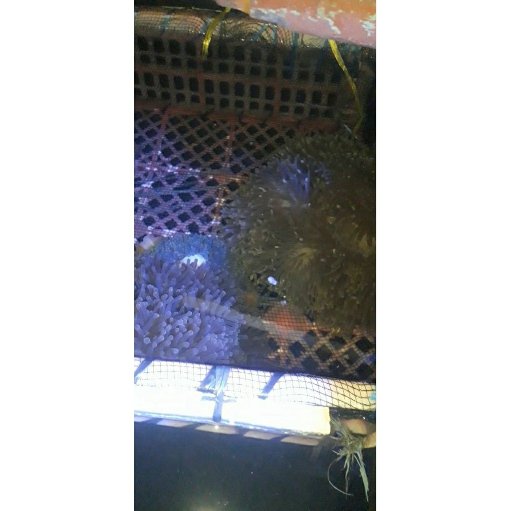 

ANEMON CLOWN XL BIASA + NEMO