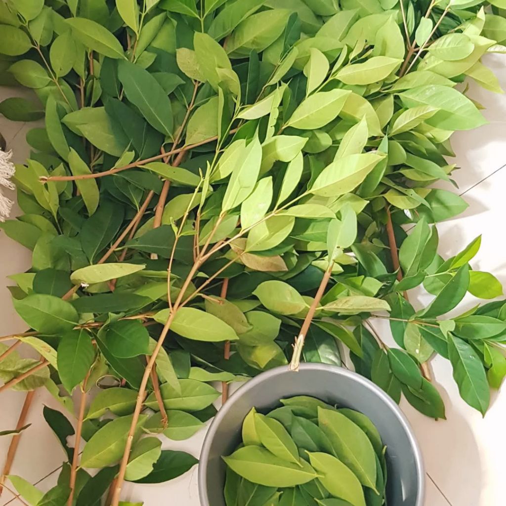 

Daun Salam Fresh 1kg Termurah