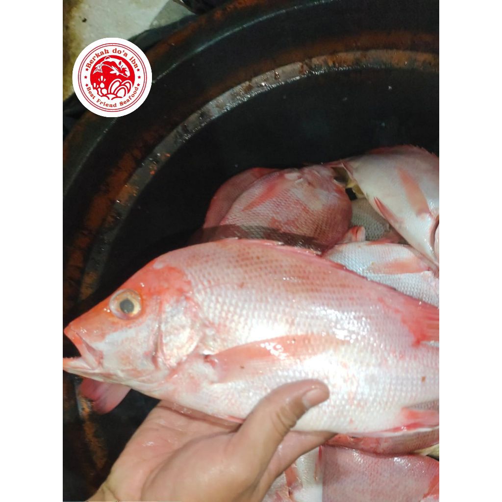 

Ikan Kakap Merah Size 5-9 1Kg