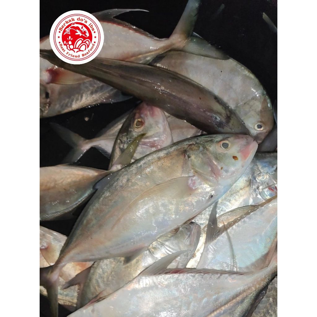 

Ikan Kembung Banjar Size 4-6 1kg