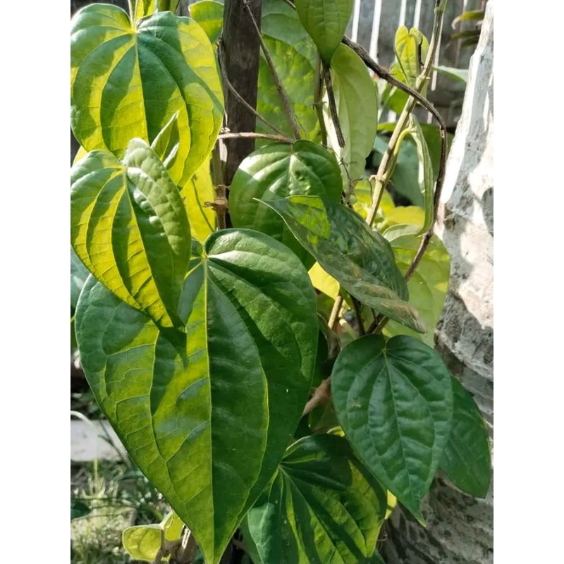 

Herbal 50 lembar daun sirih segar