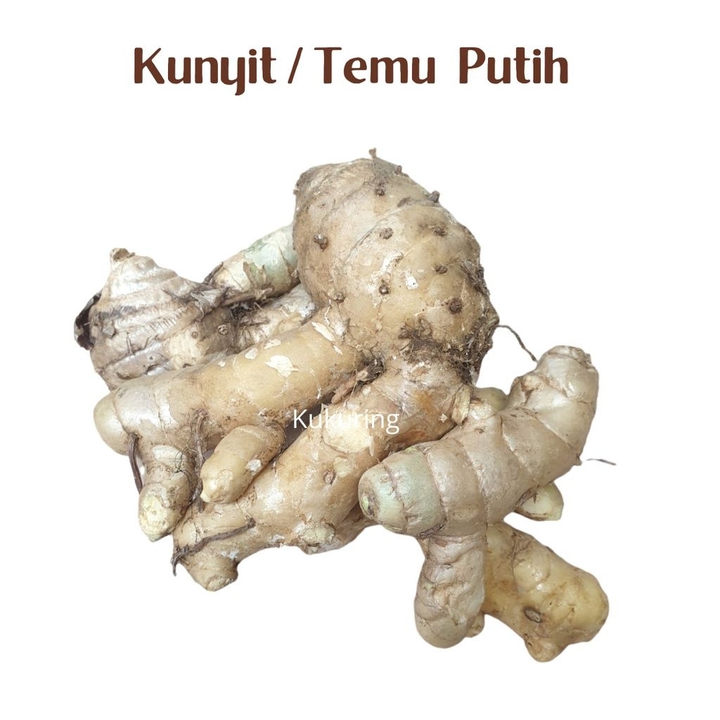 

kunyit putih segar herbal obat 1kg