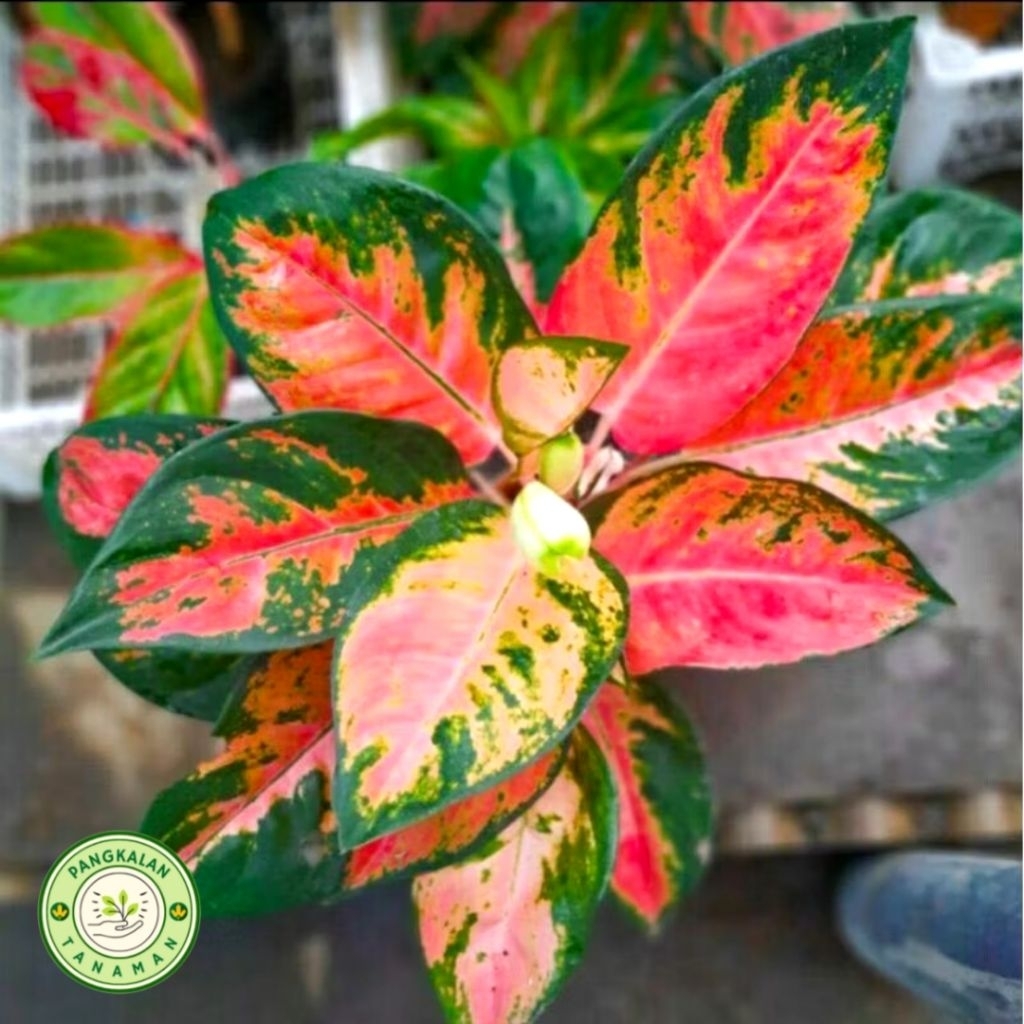 Tanaman Hias Aglonema Red Khocin - Aglonema Kocin Merah