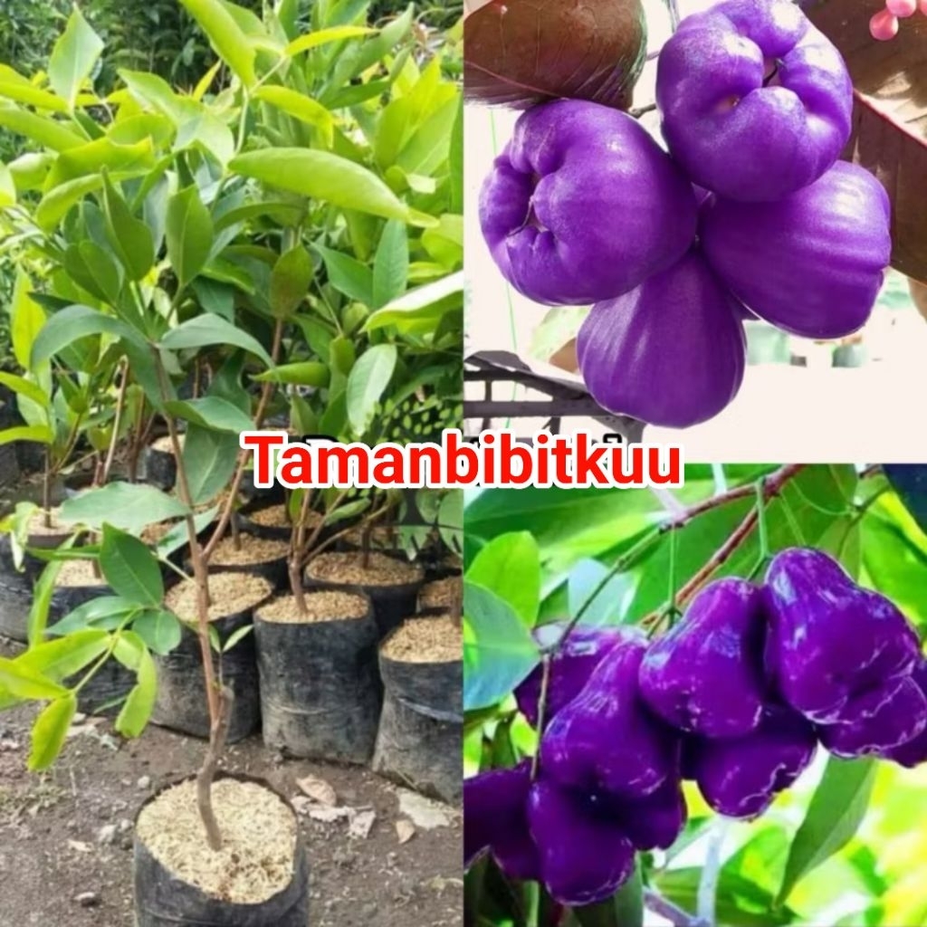 Beli 1 Gratis 1 Bibit Jambu Air Citra Ungu Okulasi ( Bisa Berbuah Dipot )