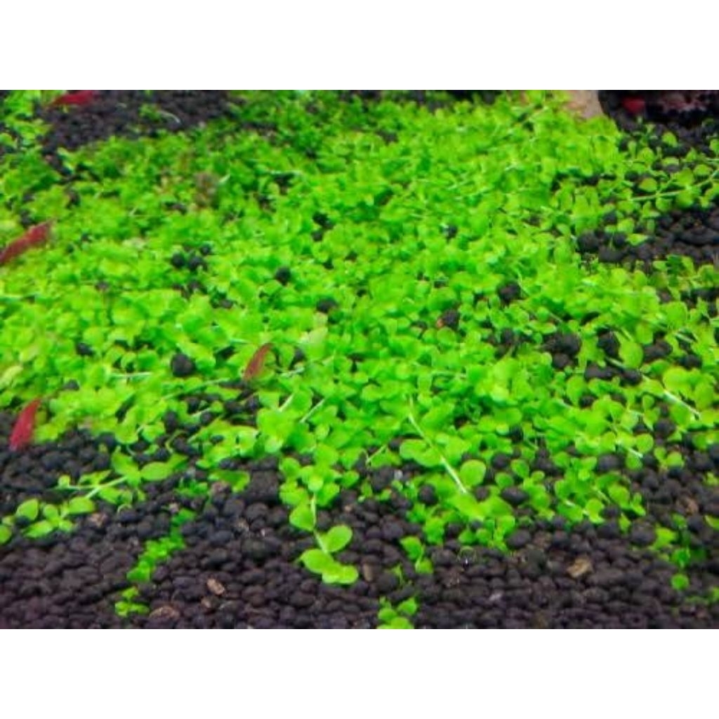 monte carlo tanaman aquascape