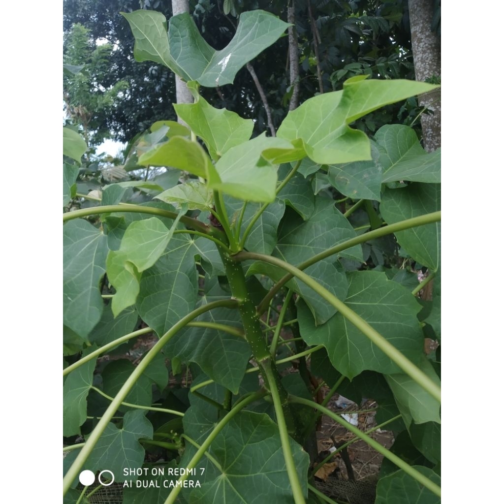 

daun jarak segar murah pol per lembar