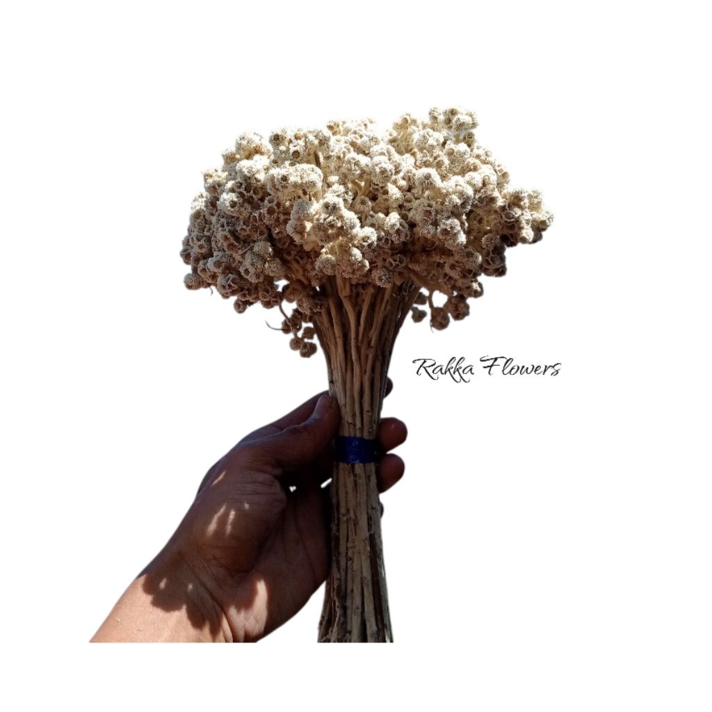 Edelweis Bromo/Bahan Buket/kualitas