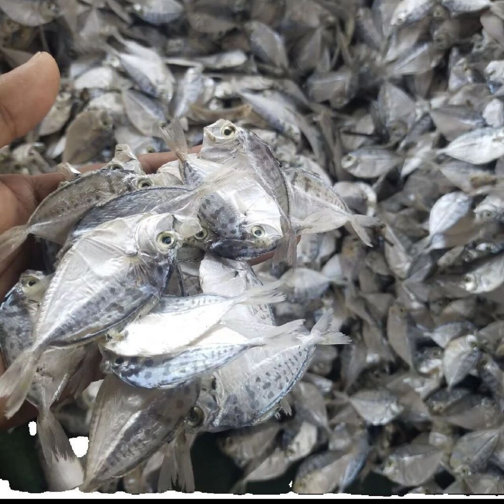 

IKAN ASIN Petek KECIL/PETEK ANGIN GURIH