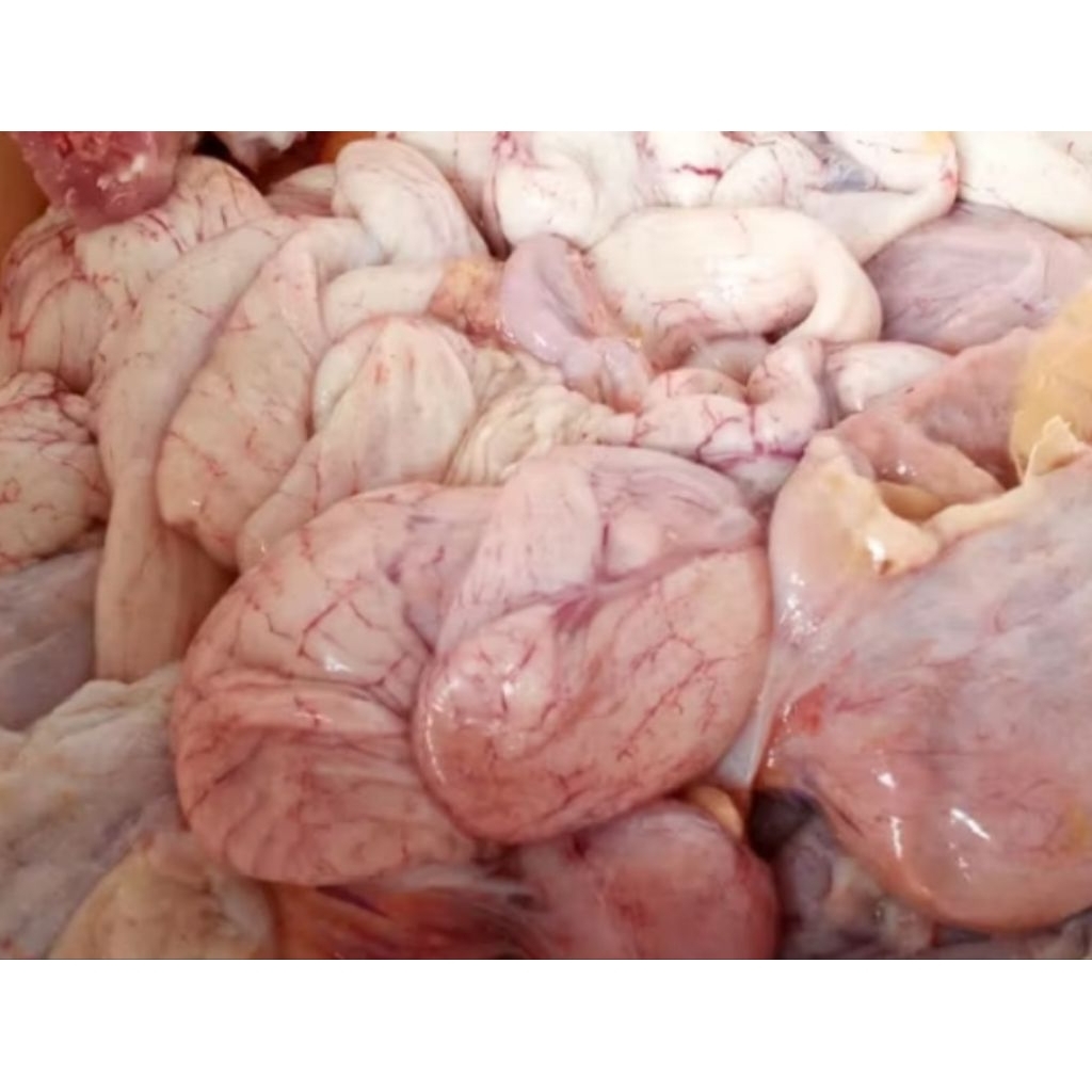 

uritan kantong telor ayam merah/petelor/parent