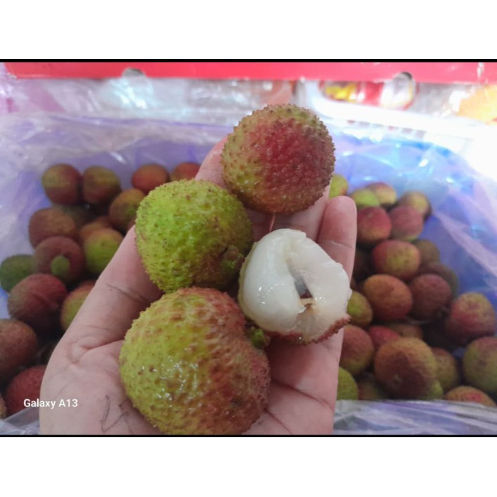 

Leci Madu, manis dan seger, Ready, khusus area malkot dan malang