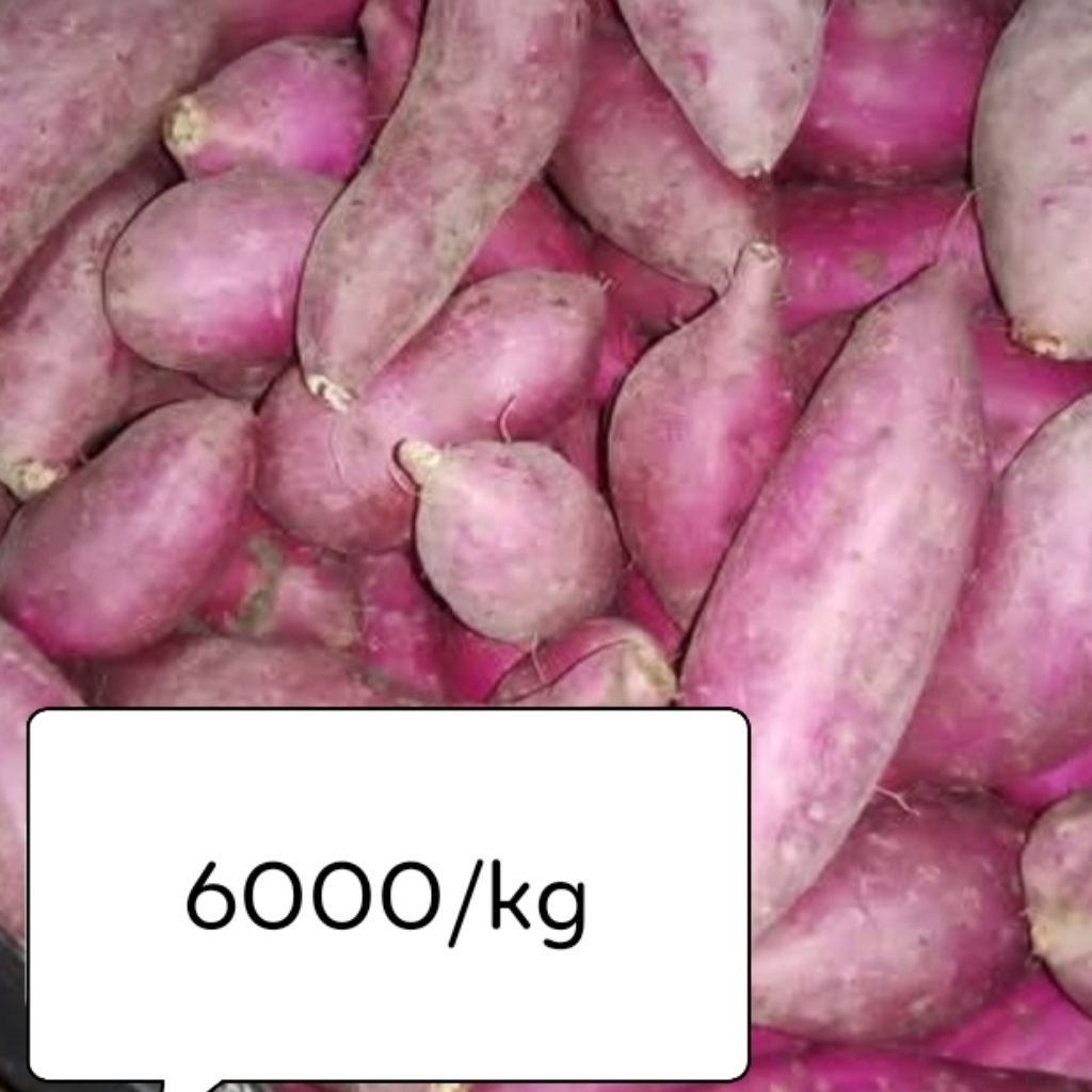 

500 gram Ubi Ungu kecil FRESH eceran
