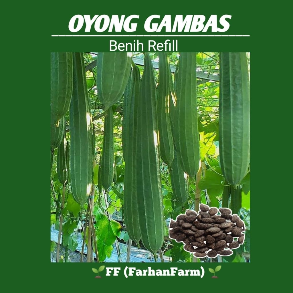 

BenihGambas/Oyong