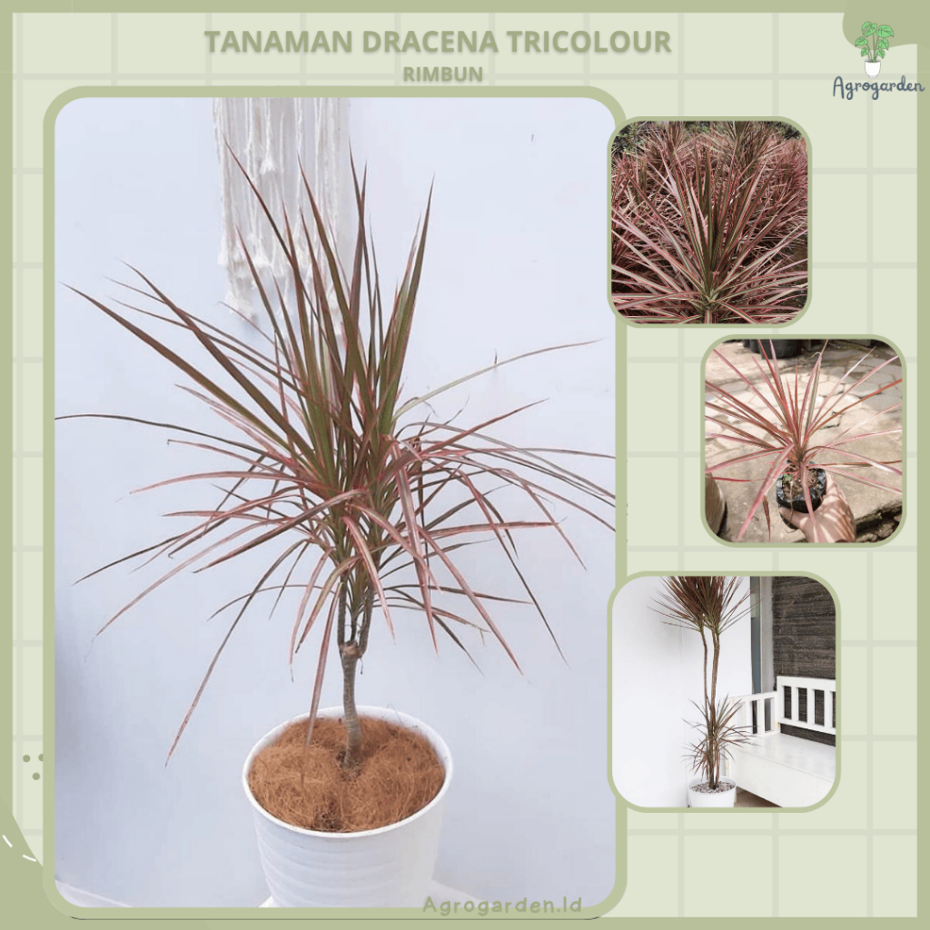 

Tanaman Hias Dracanea Tricolour Merah - Tanaman Hias Dracaena Tricolor / Dracaena Marginata