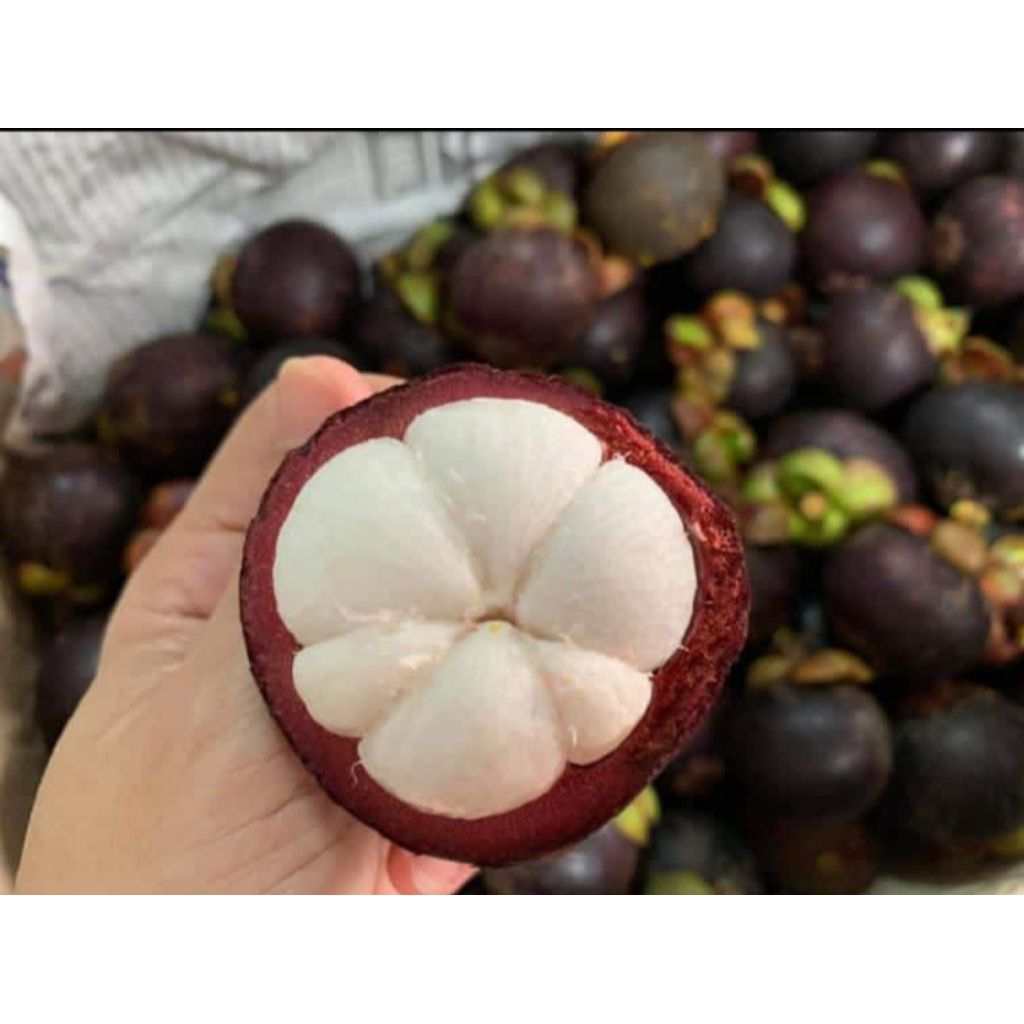 

Buah Manggis 1kg