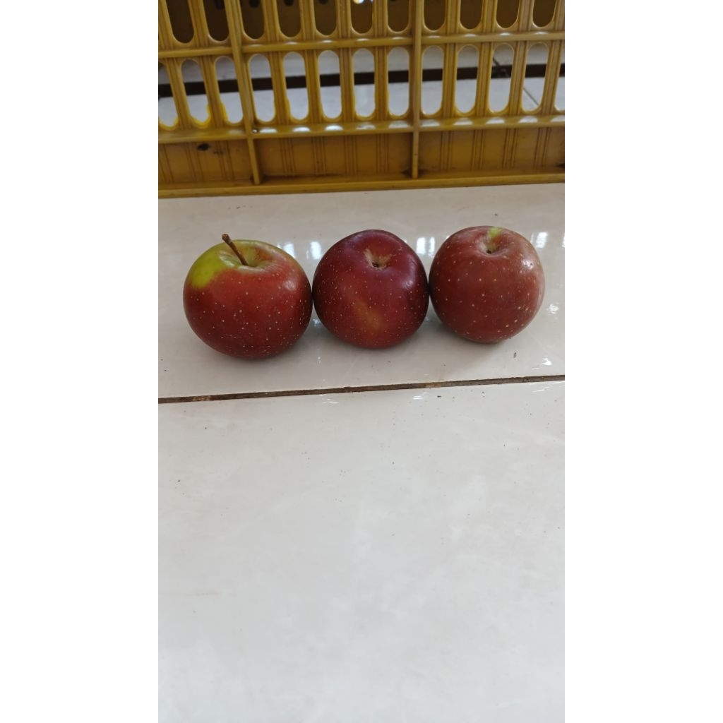 

Apel Rome Beauty Malang