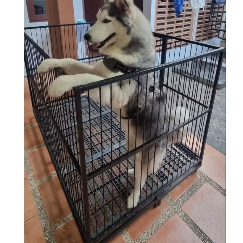 Kandang anjing Kandang Hewan Jumbo