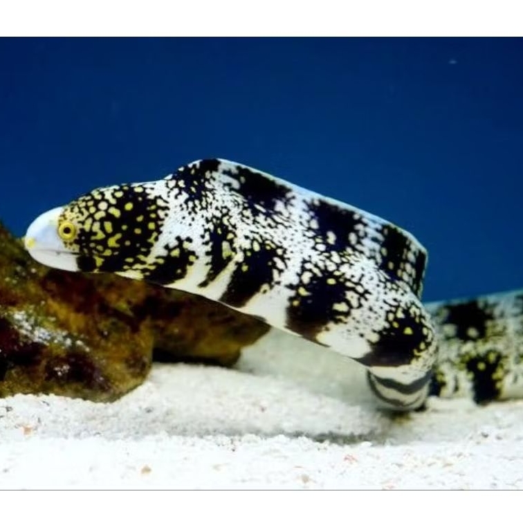 Moray eel / belut moray size 30cm / snowflake moray eel / fimbrated moray eel