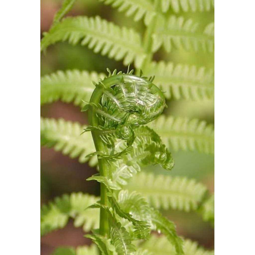 Tanaman hias taman dan ruangan pakis koru Selandia,pakis jumbo pakis purba