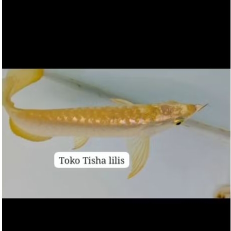 golden crossback 24k import gold head arowana crossback golden 24k malaysia