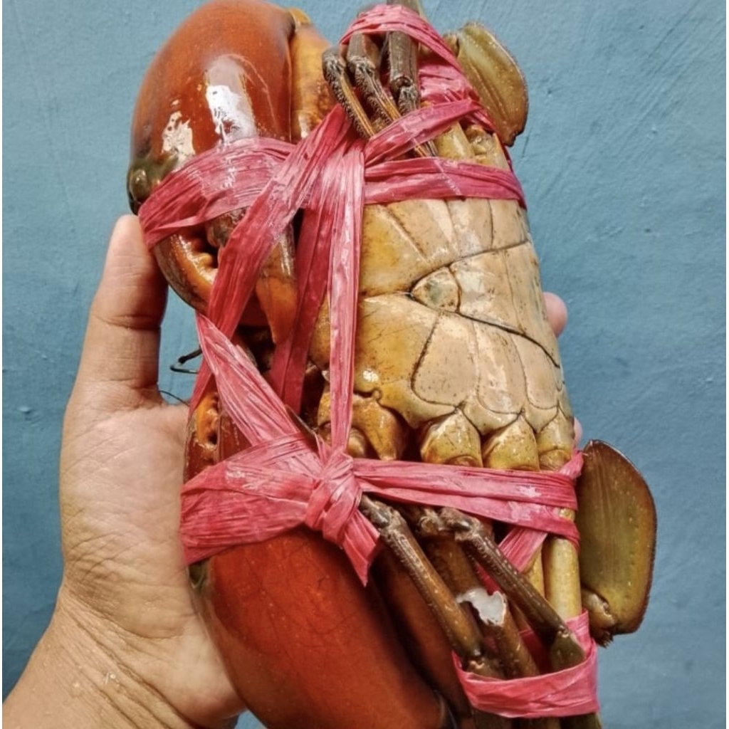 

Kepiting super [ 1kg isi 2 ]