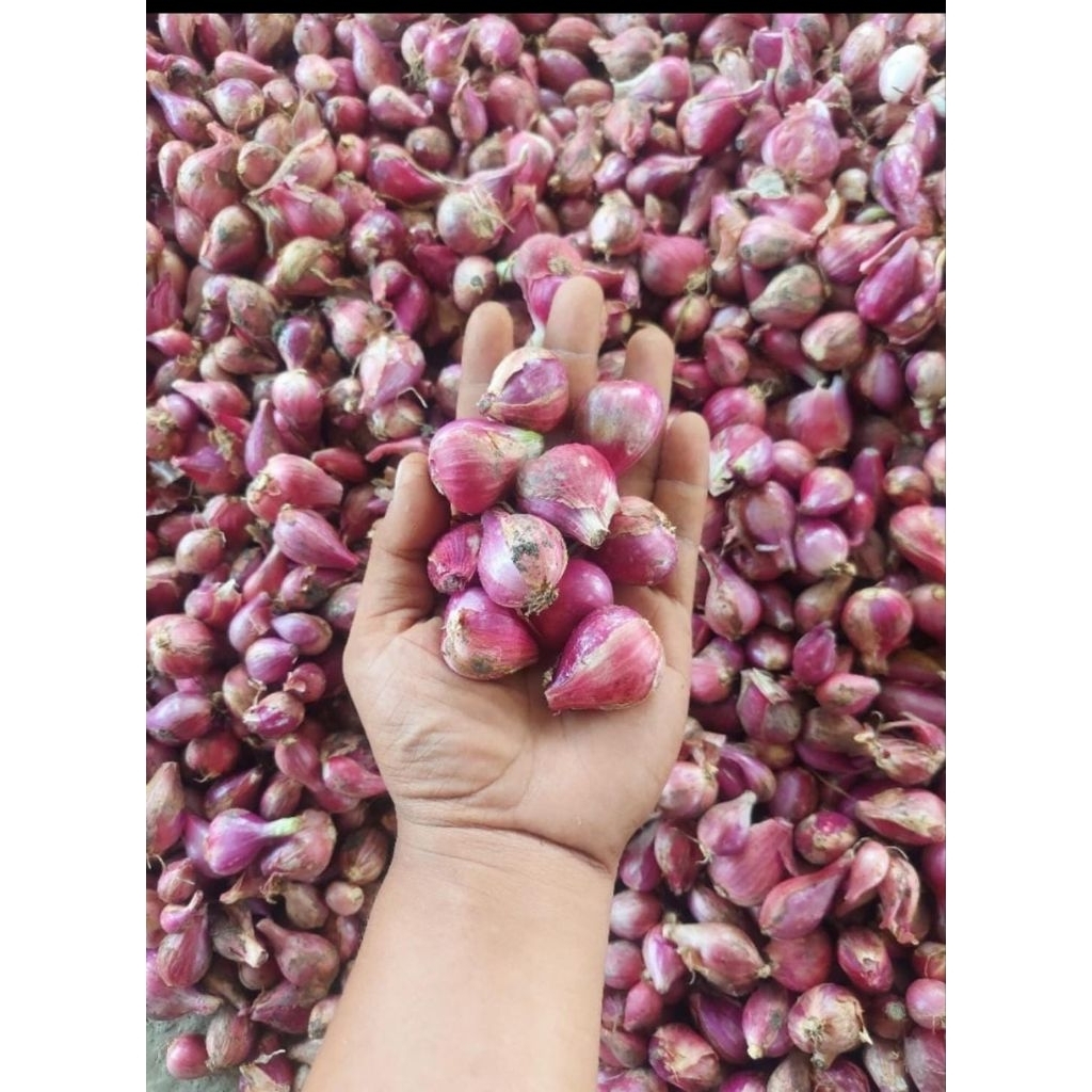 

bawang asli dr Brebes