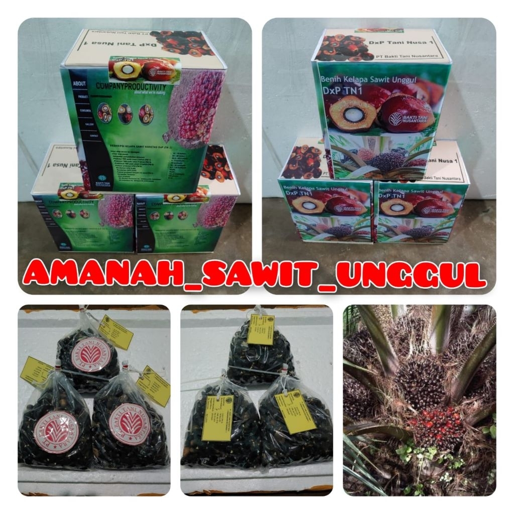 COD termurah bibit kecambah sawit DxP TN1/BAKTI TANI NUSA KUALITAS UNGGUL